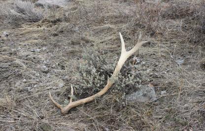 Single shed antler in grass