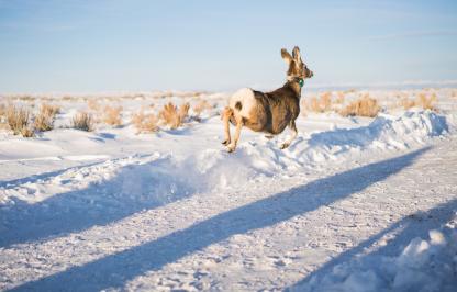 WY Range mule deer doe, collared