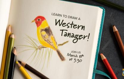 Learn how to draw the western tanager graphic