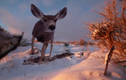Mule deer on trail cam
