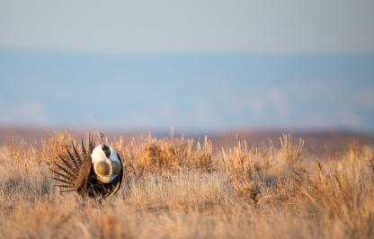 Male sage grouse in the Cody Region of Wyoming