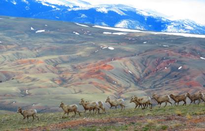 bighorn sheep with green and red hills of Dubois Wyoming in the background