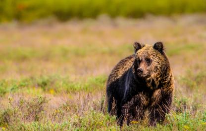 Grizzly bear in meadow