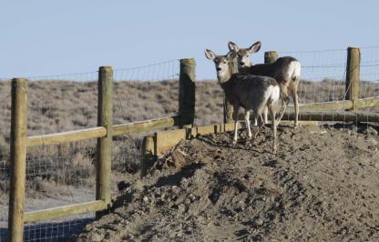 deer using exit fence to escape highway