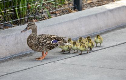 Mallard hen with her ducklings near a curb