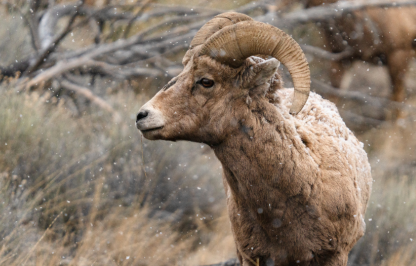 Rocky Mountain Bighorn Sheep A Rocky Mountain bighorn sheep standing with its head turned as snowflakes fall, with two bighorn sheep ewes out of focus in the background.