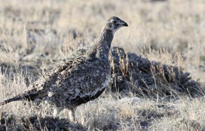 sage grouse hen sage grouse hen