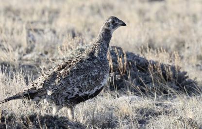 sage grouse hen