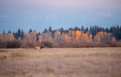 Elk in th efall