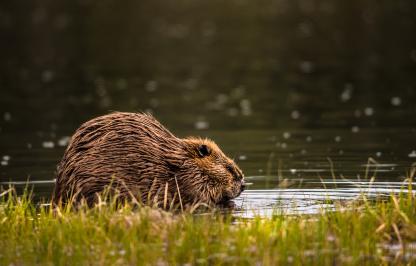 Beaver shown in a river 