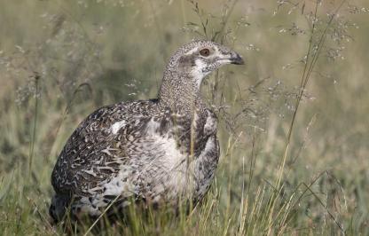 Sage grouse