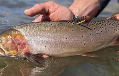 Yellowstone cutthroat trout with two identification tags located on either side of the dorsal fin