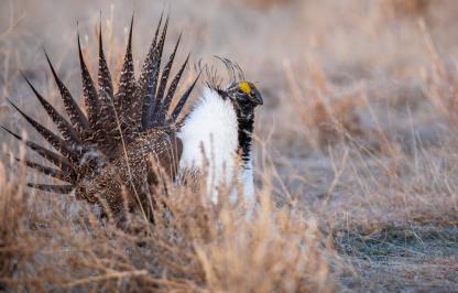 sage-grouse on lek