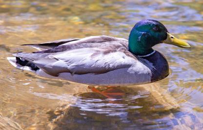 Mallard drake