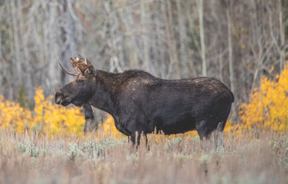 Bull Moose A bull moose stands among sagebrush with golden aspen leaves in the background.