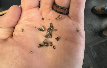 Zebra mussels in hand