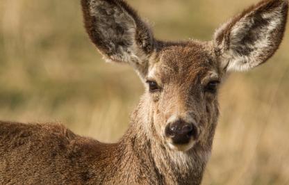 Mule deer 