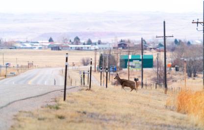 Doe deer by road