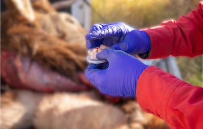 CWD found in new hunt area