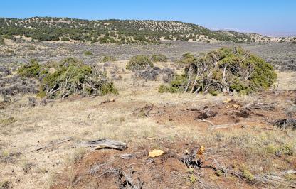 Freshly cut junipers are piled neatly after being cut down for habitat improvement.
