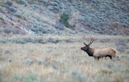 Bull elk