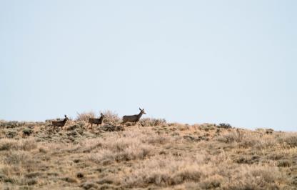 Mule deer travel across the landscape