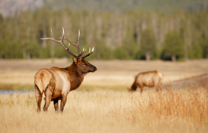 bull elk in Wyoming