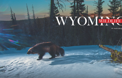 Wyoming Wildlife magazine — Collaborative Conservation first place article WPA