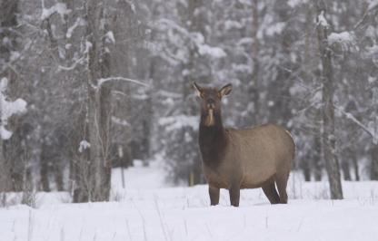 Winter cow elk