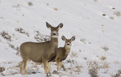 mule deer pair