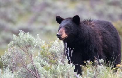 Black bear in sage brush