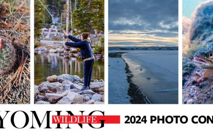 Graphic of Wyoming Wildlife photo submissions for 2024 Contest