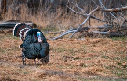 Wild turkey strutting 