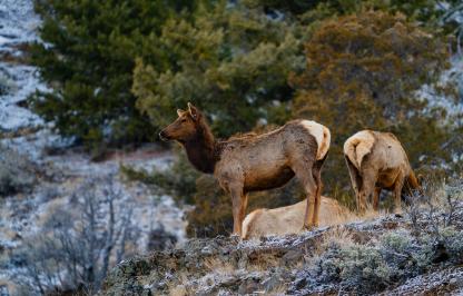 An elk cow pictured in the Cody Region last spring.