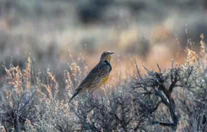 A meadowlark enjoying the sun in a Wyoming field.