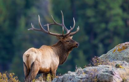 A bull elk in the mountains