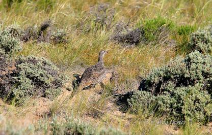 Hen sage grouse and chick walking in sagebrush and grass