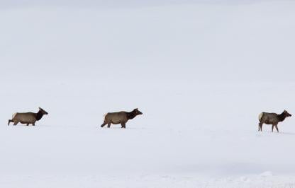 elk