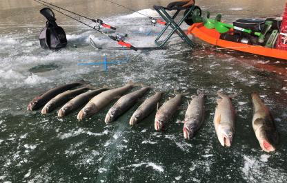 lake trout on ice with sled 