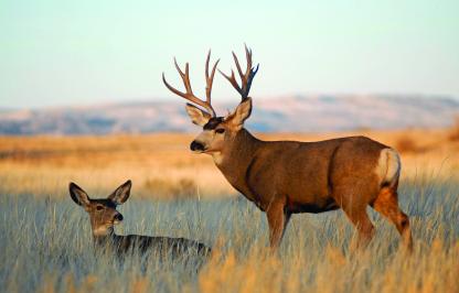 A mule deer buck and doe in a field.