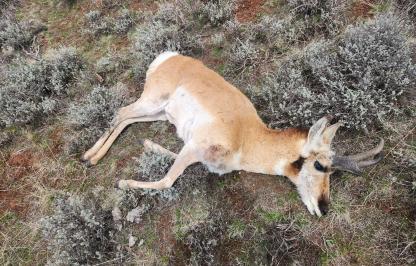 A buck antelope lays in the sagebrush after have been illegally killed near Kemmerer