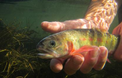 Cutthroat trout being released