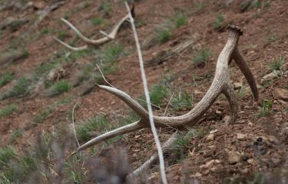 Elk Shed Antlers