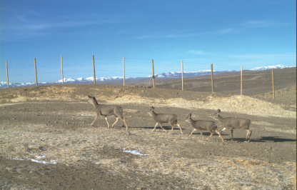 Mule deer crossing the Trapper's Point wildlife overpass in Wyoming.