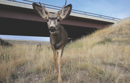 A buck mule deer utilizing an underpass under U.S. Highway 191 west of Pinedale