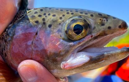 Platte Valley trout near Saratoga