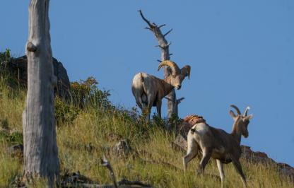 A ram and ewe bighorn sheep in the Laramie Region