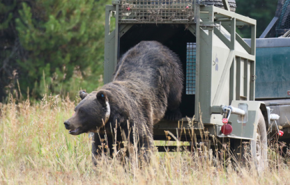 A grizzly bear being relocated