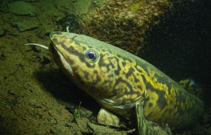 A burbot in water near the bottom