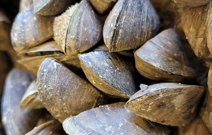 zebra mussels
